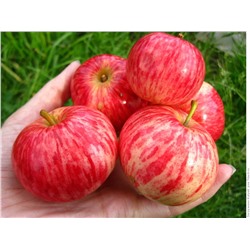 Яблоня осенняя Коричное полосатое С5