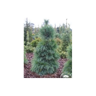 Pinus x schwerinii 'Wiethorst'	40-50 cm cont. 10L