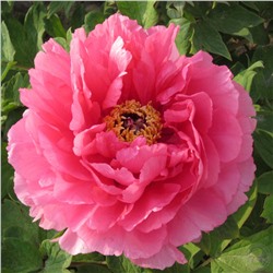 Chun hong jiao yan / Tender and Glamorous Spring Pink / Очаровательная весна/ Тайский Шелк / Glamorous Spring Red