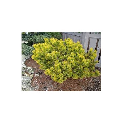 Pinus mugo 'Schweitzer Tourist'	25-30 cm cont. 7,5L