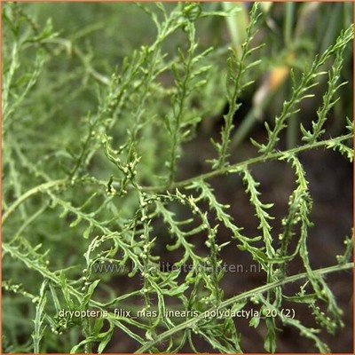 Dryopteris filix-mas Linearis Polydactyla