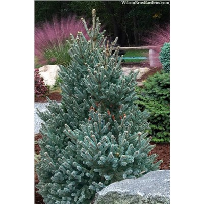 Picea glauca 'Blue Star'	40-50 cm cont. 7,5L