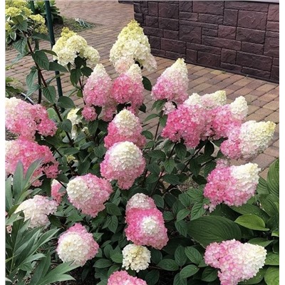 Hydrangea paniculata Sundae Fraise