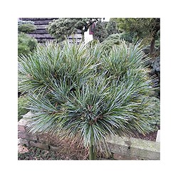 Pinus koraiensis 'Amba'     stam 20	C2	12/15