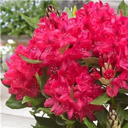Rhododendron (Род-н) Nova Zembla С5