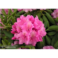 Rhododendron hybriden Haaga