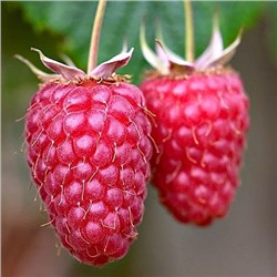 Rubus	Ежемалина	Thornless Loganberry бесшипная