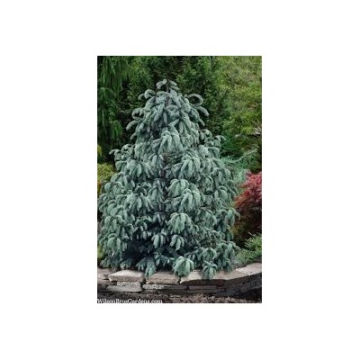 Picea engelmanii 'Blue Magoo'	60-70 cm cont. 10L