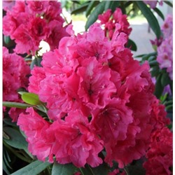 Rhododendron	Род-н	Double Kiss Р9