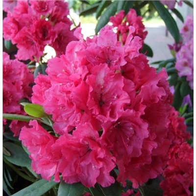 Rhododendron	Род-н	Double Kiss Р9