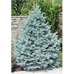 Picea pungens Omega