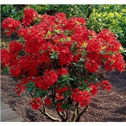 Rhododendron (Род-н) Nabucco   C5
