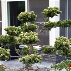 Сосна мелкоцветная Фукай (Pinus parviflora Fukai) С5