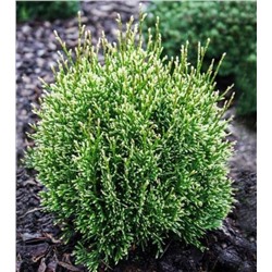 Thuja occidentalis 'Miss Frosty'	20-25 cm cont. 3,0L