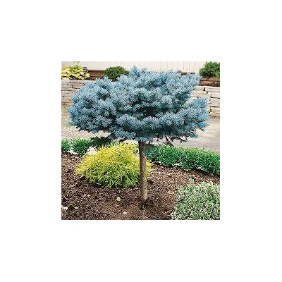 Picea pungens 'Glauca Globosa'	60 cm stam cont. 7,5L