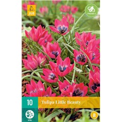 Tulipa	Тюльпан	humilis Little Beauty (15 шт)