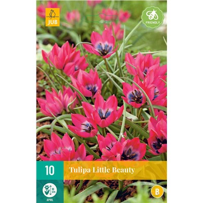 Tulipa	Тюльпан	humilis Little Beauty (15 шт)