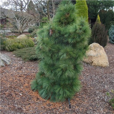 Сосна	Pinus	schwer. Wiethorst	C7,5