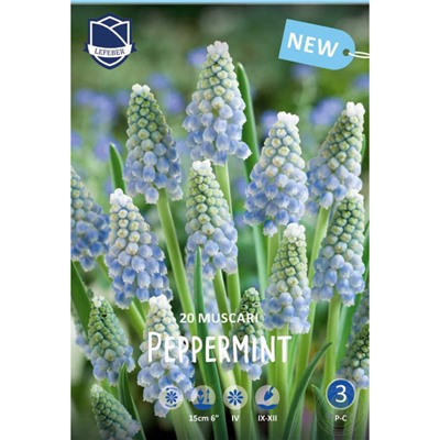 Muscari	Мускари	armeniacum Peppermint (20 шт)