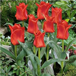 Tulipa	Тюльпан	Roodkapje / Red Riding Hood (10 шт)