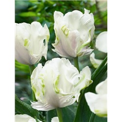 Tulipa	Тюльпан	White Lizard (10 шт)