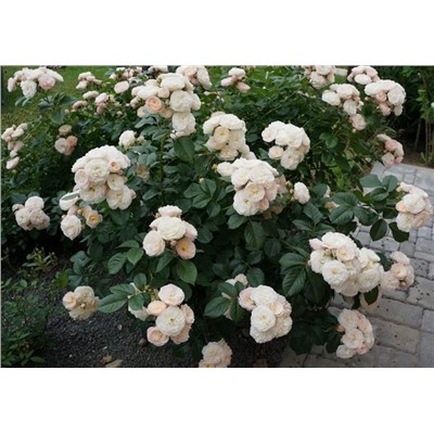 Роза мускусные гибрид Bouquet Parfait