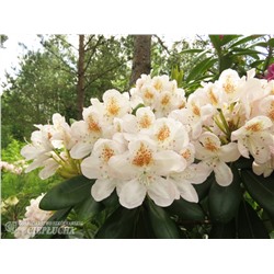 Род-н	Rhododendron	Pernilla С5