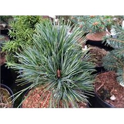 Pinus koraiensis 'Pancuj'	20-25 cm cont. 5,0L