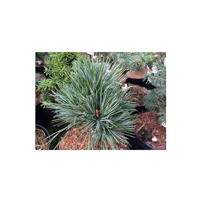 Pinus koraiensis 'Pancuj'	20-25 cm cont. 5,0L