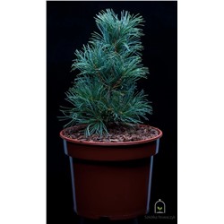 Pinus	parv. Blauer Engel
