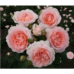 Роза-флорибунда Marchenzauber