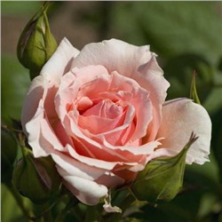 Роза чайно-гибридная Донатэлла