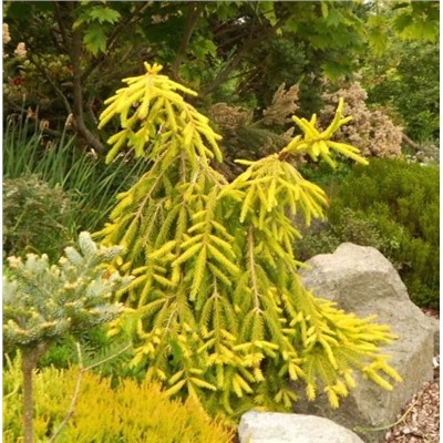 Picea abies 'Annita's Golden Cloak' C5	30/40