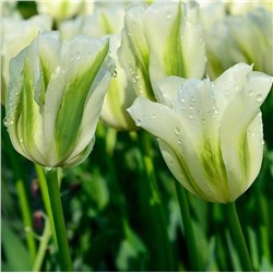 Tulipa	Тюльпан	Spring Green (100 шт)