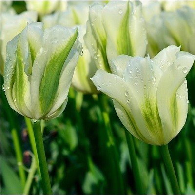 Tulipa	Тюльпан	Spring Green (100 шт)