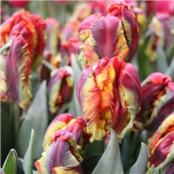 Tulipa	Тюльпан	Rasta Parrot (10 шт)