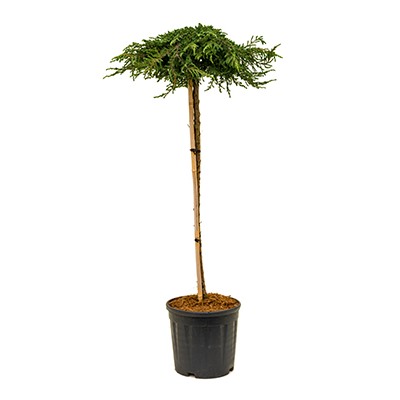 Juniperus communis	Можжевельник обыкновенный	Zeal	C5			PA 50