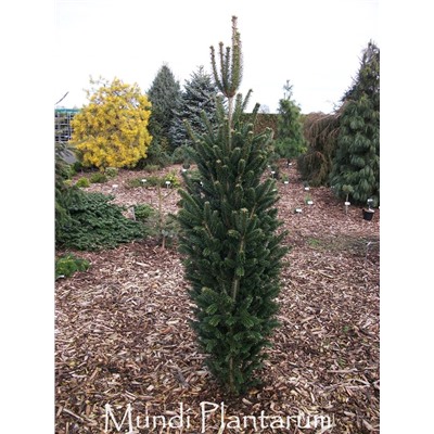 Abies nordmanniana 'Filips Perfect Column'	40-50 cm cont. 7,5L