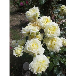 Роза флорибунда White Licorice