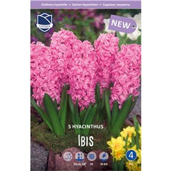 Hyacinth	Гиацинт	Ibis (5шт)
