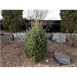 Picea mariana 'Craig' 30-40 cm cont. 3,0L