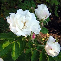 Роза канадская Мари Банье
