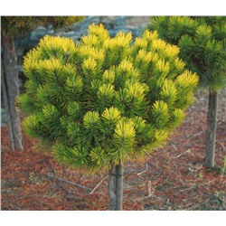 Pinus  mugo Ophir