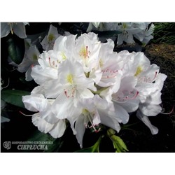 Rhododendron hybrida Catawbiense Album