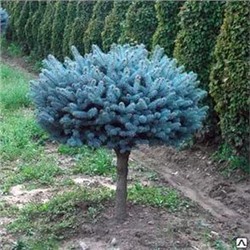 Picea pungens Glauca Globosa (stem)