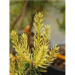 Pinus sylvestris 'Candlelight'	C5	40/50