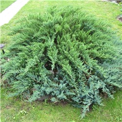 Можжевельник обыкновенный (Juniperus communis Green Carpet C5 30-50)