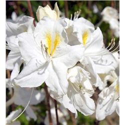 Азалия/Рододендрон AK (Rhododendron AK Oxydol C5)