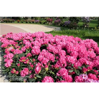 Rhododendron Krolowa Bona / Royal Candy   C5