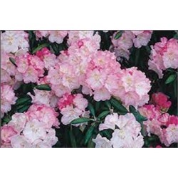 Rhododendron  Ken Jeneck
